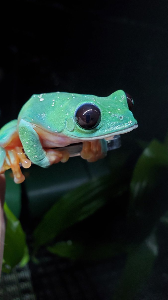 SeeMargaux's tweet photo. @GinaGoesOutside Good luck with your thesis! I happen to have taken this today. Agalychnis moreletii https://t.co/6JP2AL6eaS