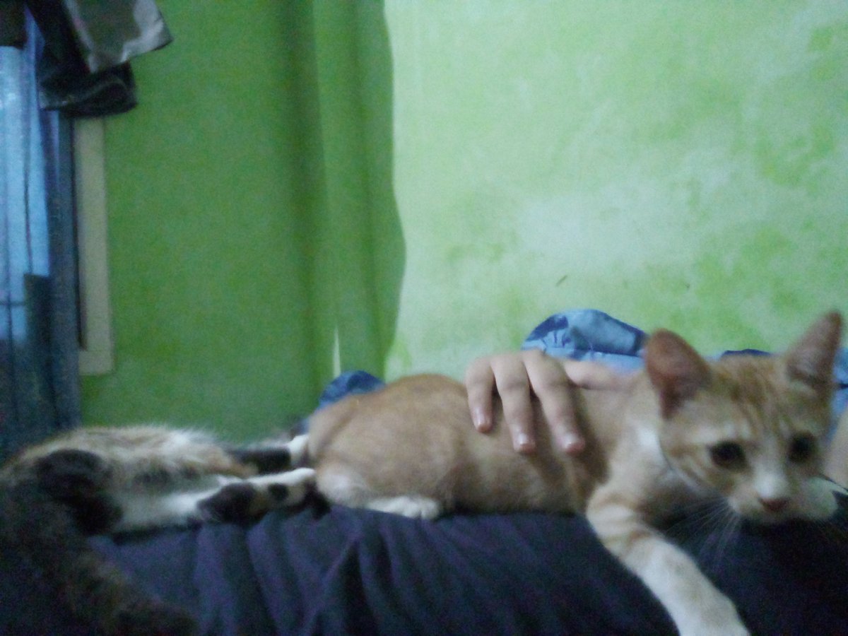 Alyapermatadew2's tweet photo. I have clingy cat https://t.co/ED2R9ewRvA