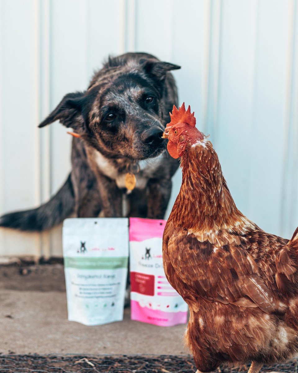 BOLT + COMET tweet media