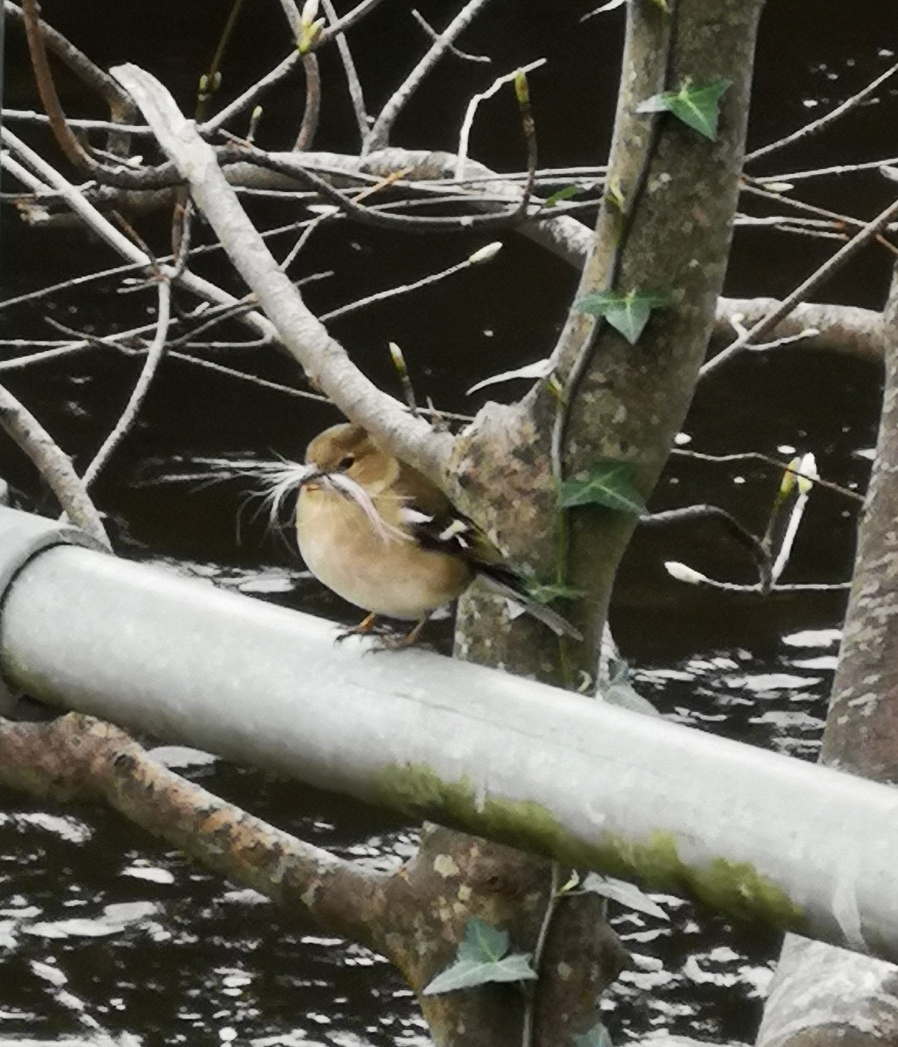 Hedgerows Ireland on Twitter "It is the nesting season, do not cut