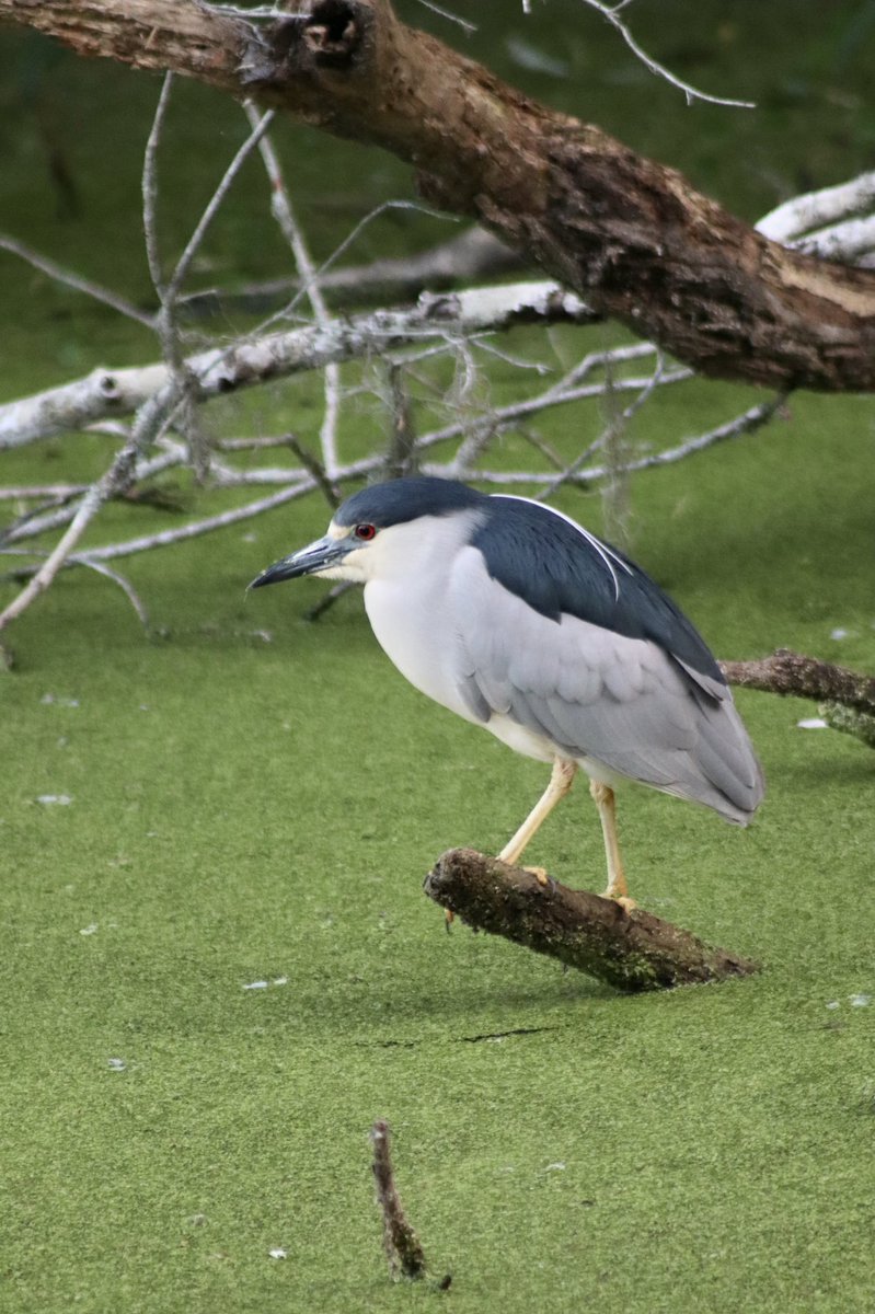 JanThornburg's tweet photo. Discovered this new-to-me trail with some nice bird sightings. ๐ท๐ Love the night heron sporting business in front & party in the back! ๐ฆ๐โโ๏ธ๐คฃ
#sarasota #whyilivehere #flbirds https://t.co/vwJ9qGKJkQ