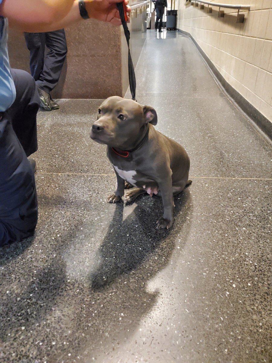 Please help us find the owner of this dog. She was found near Warner and Greeenview. She looks like a new mom and might have puppies at home. If you have any information please contact the 019 district. 312-744-8320. <a href="/ChicagoCAPS19/">Chicago Police 19th Dist - Town Hall</a>