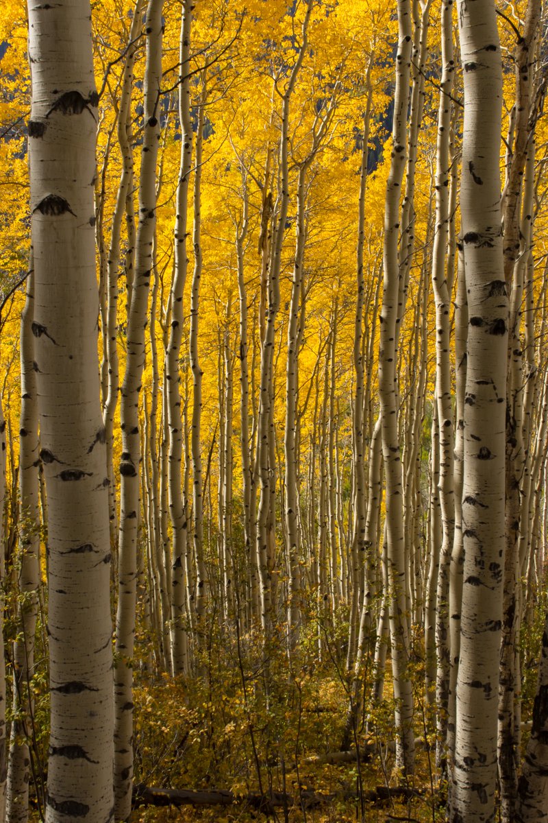 RT @EvilBill_wx: @ceejayt_ I shoot mostly storms, but this landscape is my favorite. I love aspen trees. https://t.co/G09N4cw7N5