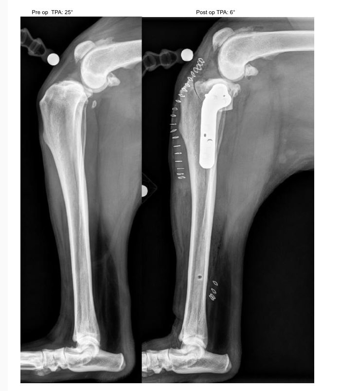 AllVetCare's tweet photo. Happy TPLO Tuesday! Our lovely patient Duke came in for his surgery today and these are his before &amp; after X-rays! He is on his way to recovery ❤️‍🩹  #TploTuesday #KneeSurgery #XRays #AllVetCare #AnimalHospital #VetsOfCamarillo https://t.co/IEDoY1vds7