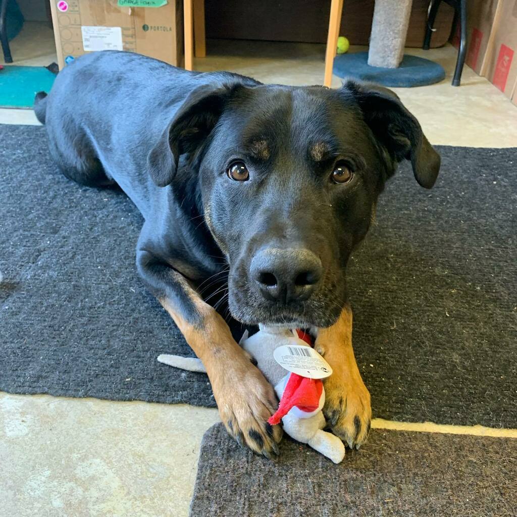 NasapCa's tweet photo. Hello there 👋 from Sarge 
He says happy Tuesday everyone. How is your week going? He wants to see your big dogs 

Who has a dog over 90 pounds?? 

#nasapdog #nasaprescue #adoptme #freesarge #bigdogsofinstagram https://t.co/3T4G3RfXhm https://t.co/Rj3MmD5Rwn