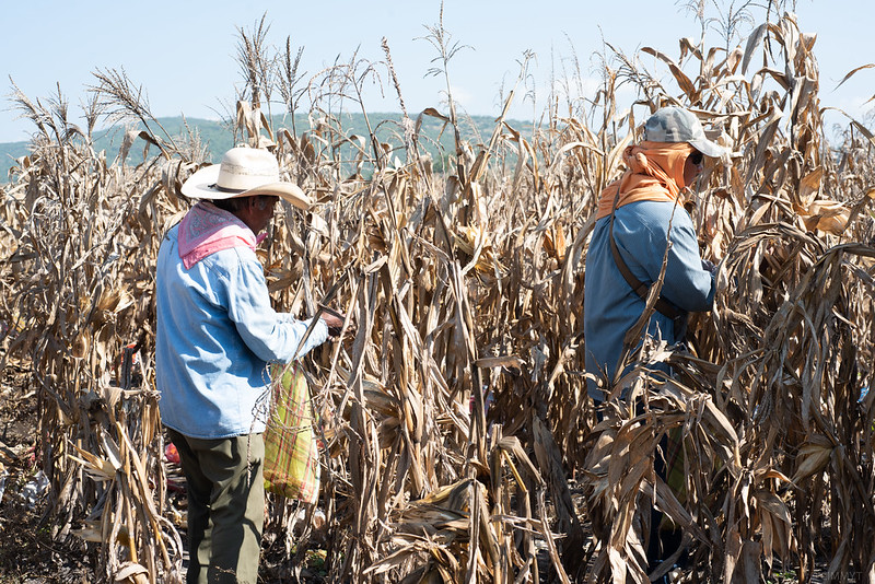 #ConservaTuCosecha, cosechando a tiempo idp.cimmyt.org/cosechando-a-t…
