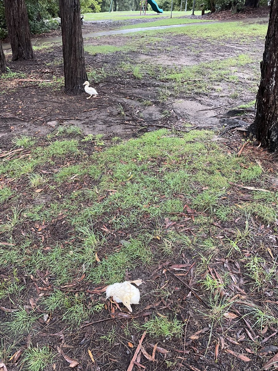 revvvhead631's tweet photo. I hope the injured baby duck near the Abbotsford ferry wharf (Sydney) yesterday was picked up and taken care of. I called a local vet who informed me someone had already called and they directed them to call WIRES NSW wildlife rescue service https://t.co/lcb49GbXtN