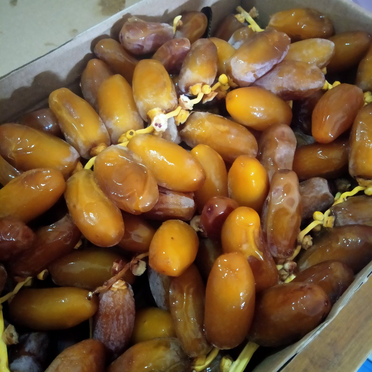 arieparikesit's tweet photo. Menyambut bulan ramadhan, yuk jajan #Ruthab segerrrr
2kg 265K
1kg 140K

Kurma #Sukhari 850gr - 65K

Dikirim dari Cibubur West Japa dengan Paxel Frozen same day (Ongkir Jabodetabek 17K) atau Ojol Sameday (tarif tergantung tujuan)

Order
https://t.co/fidR4edBQF https://t.co/bH5h6pNV8K