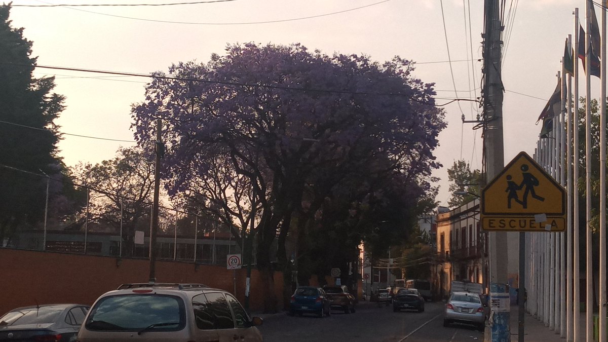 21_Ing_Delgado's tweet photo. #JacarandaChallenge https://t.co/JD4ZUuLryH