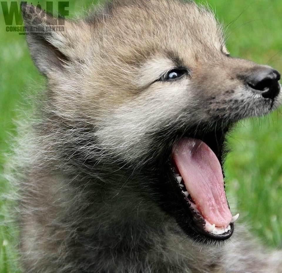 TxStarCat's tweet photo. Hey, did you know WCC is home to 20 Endangered Mexican Gray Wolves? Watch now on their live cams โฆ@nywolforgโฉ Letโs celebrate #LoboWeek #worthfightingfor #savethehowl ๐บโฅ๏ธ๐ฅณ https://t.co/9RzkYvReXh