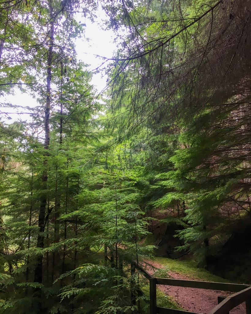LocorumAnd's tweet photo. This green walkway in Scotland makes you really feel as if the woodland is embracing you. This immersiveness is what we try to recreate in the spaces we design.

#woodland #gardendesign #landscapedesign https://t.co/IOCKqGSZYO