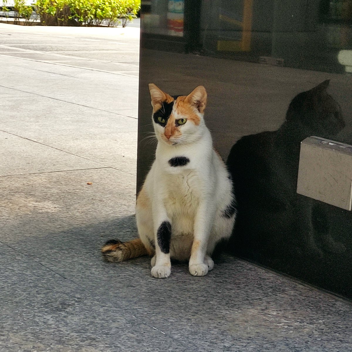 _martin_mystery's tweet photo. Big, grumpy mama cat. 😾 #CatsOfTwitter #CatsOfBGC https://t.co/GyXCdzJdhY