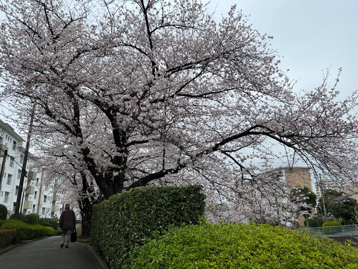 danchirooms's tweet photo. 昨日のすすき野団地の桜、7-8分咲きってところ。

たいていの団地には桜が植えられていていいよね！

#団地の桜 #すすき野団地 https://t.co/JH7uJEF668