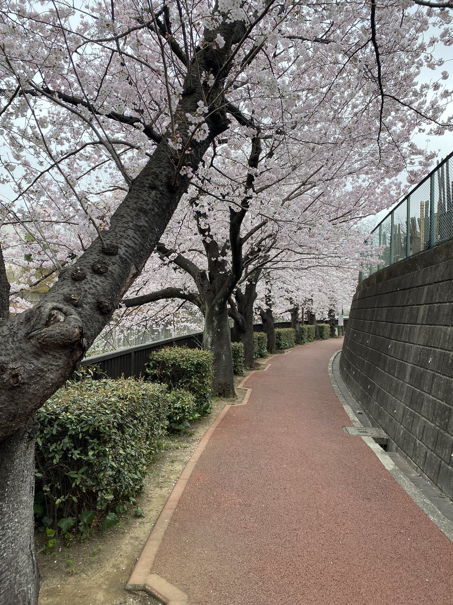 umenokijujo's tweet photo. 3月30日(水)おはようございます。
お花見して来ました🌸
桜と曇り空は相性良くないですね。
晴れの日にまた花見しよう❗️ https://t.co/UZdbkXBahZ