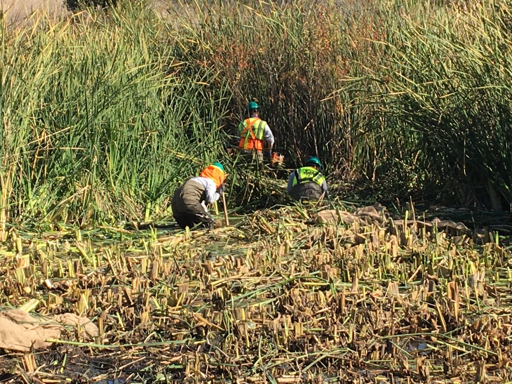 SDUrbanCorps's tweet photo. #DYK Urban Corps offers habitat restoration services? 

We have performed habitat restoration work at the San Diego River, Tijuana Estuary, Alvarado Creek, Chollas Creek, Adobe Falls, Mission Trails Regional Park and Old Mission Dam.

#WeAreUrbanCorps 🌎
#LocalCorpsStrength https://t.co/0wsGqbVLDm