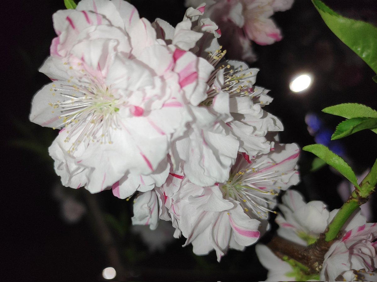 tanoshimisagas1's tweet photo. 昨晩近所の桜がほぼ満開で綺麗に咲いてました🌸 スマホだけでもそこそこは綺麗に撮れますが、まだまだ腕もテクニックも磨かないとですね😅 #夜桜 #プチ花見 #redmagic5g https://t.co/C0T3Y0Ai2F