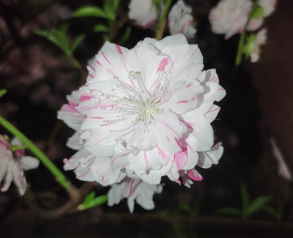 tanoshimisagas1's tweet photo. 昨晩近所の桜がほぼ満開で綺麗に咲いてました🌸 スマホだけでもそこそこは綺麗に撮れますが、まだまだ腕もテクニックも磨かないとですね😅 #夜桜 #プチ花見 #redmagic5g https://t.co/C0T3Y0Ai2F
