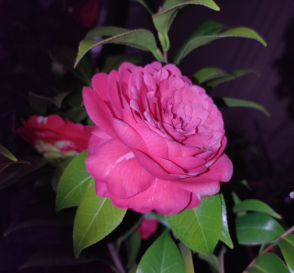 tanoshimisagas1's tweet photo. 昨晩近所の桜がほぼ満開で綺麗に咲いてました🌸 スマホだけでもそこそこは綺麗に撮れますが、まだまだ腕もテクニックも磨かないとですね😅 #夜桜 #プチ花見 #redmagic5g https://t.co/C0T3Y0Ai2F