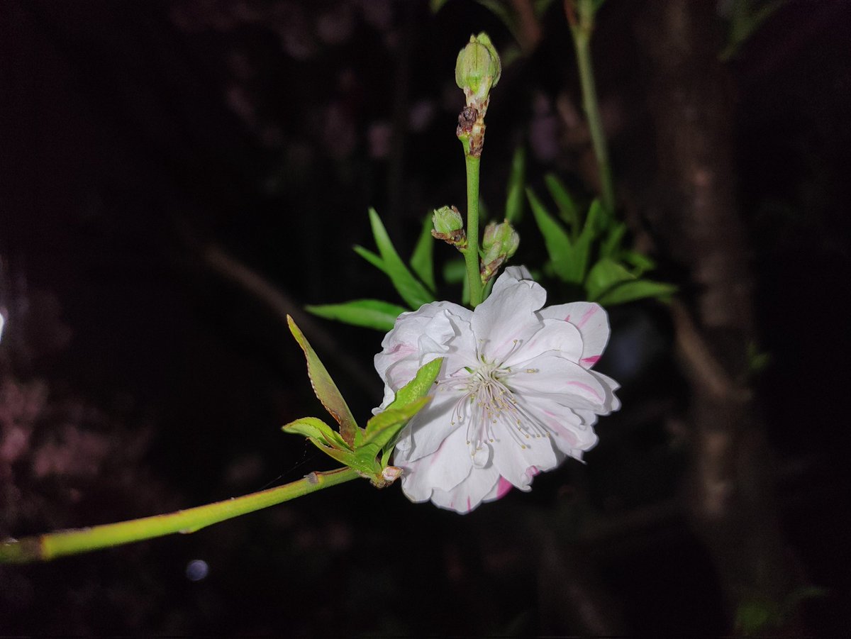 tanoshimisagas1's tweet photo. 昨晩近所の桜がほぼ満開で綺麗に咲いてました🌸 スマホだけでもそこそこは綺麗に撮れますが、まだまだ腕もテクニックも磨かないとですね😅 #夜桜 #プチ花見 #redmagic5g https://t.co/C0T3Y0Ai2F