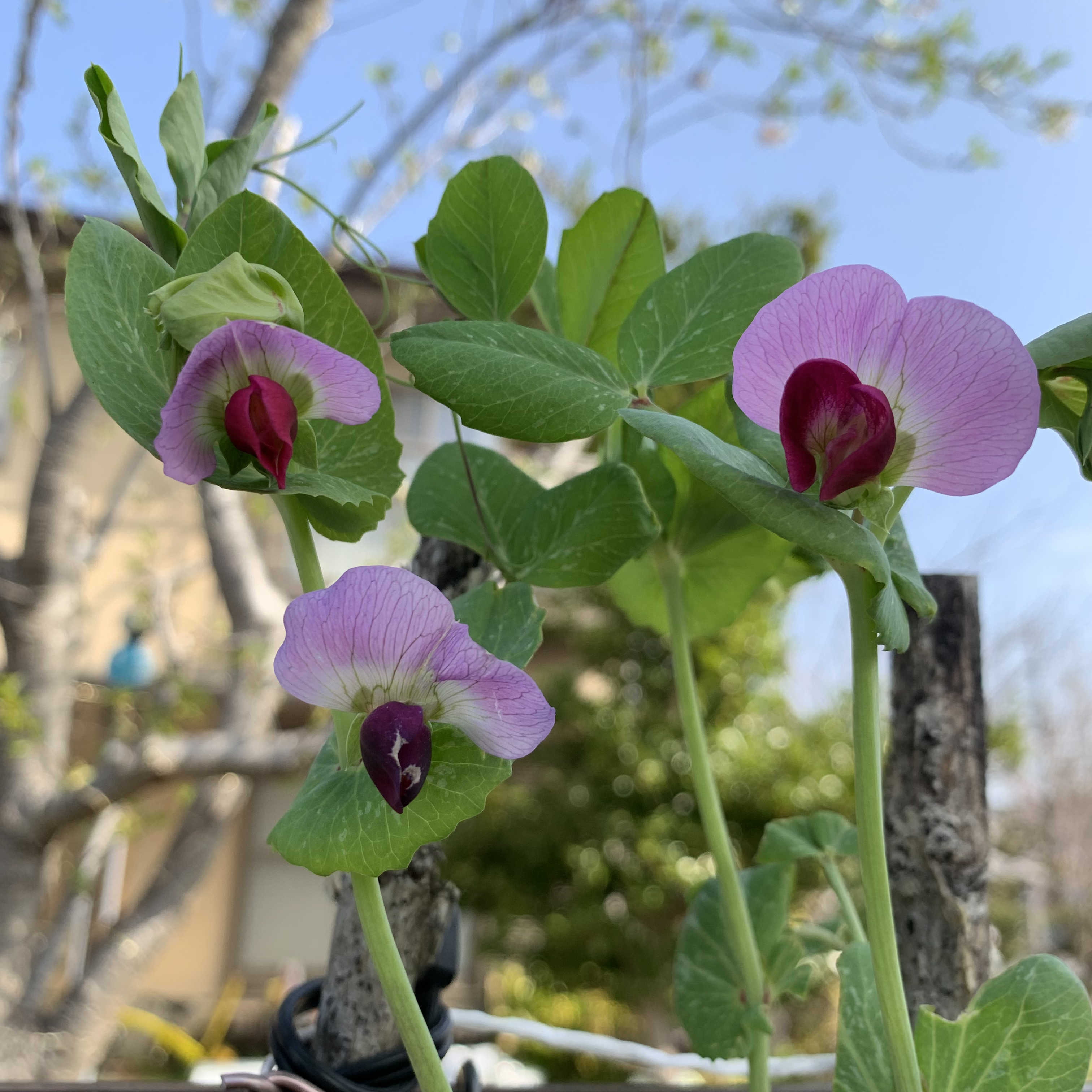 そーん ヘイゼルナッツ えんどう豆もピンクの花が咲いてます ツタンカーメンのエンドウ豆 T Co Tatn51xjt0 Twitter