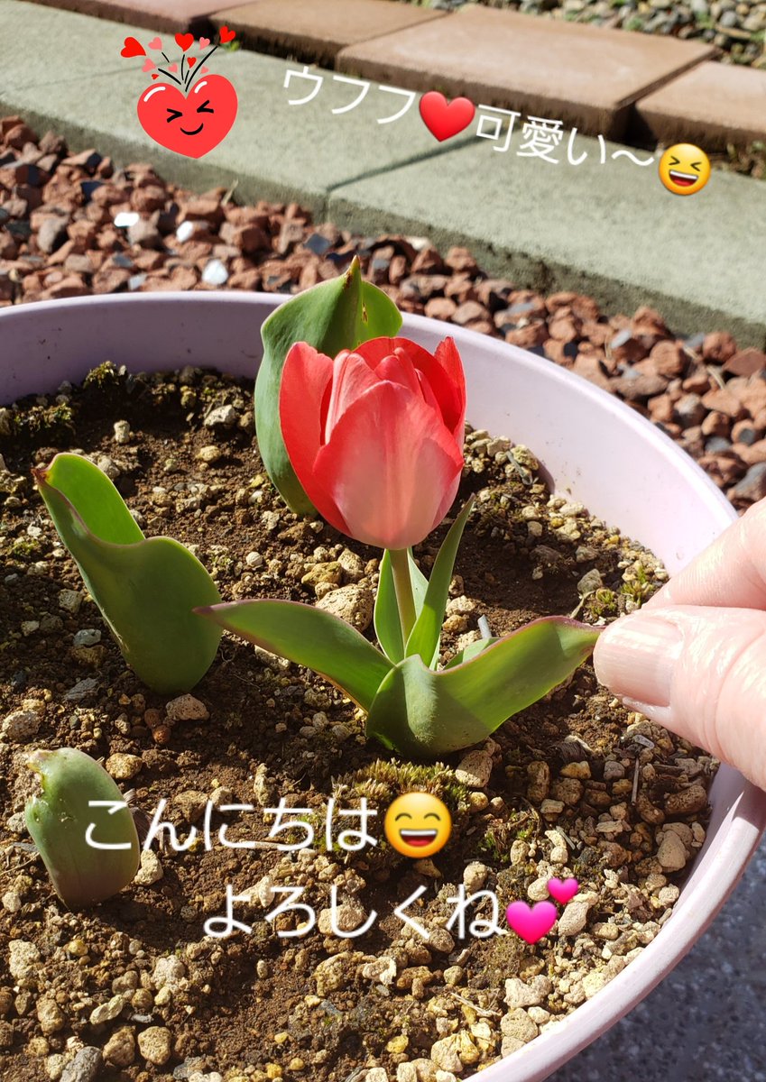 harebuton58oge's tweet photo. #チューリップ　#庭の花　#小さい　#可愛い　#春　#赤 https://t.co/vDdTvLK0qH