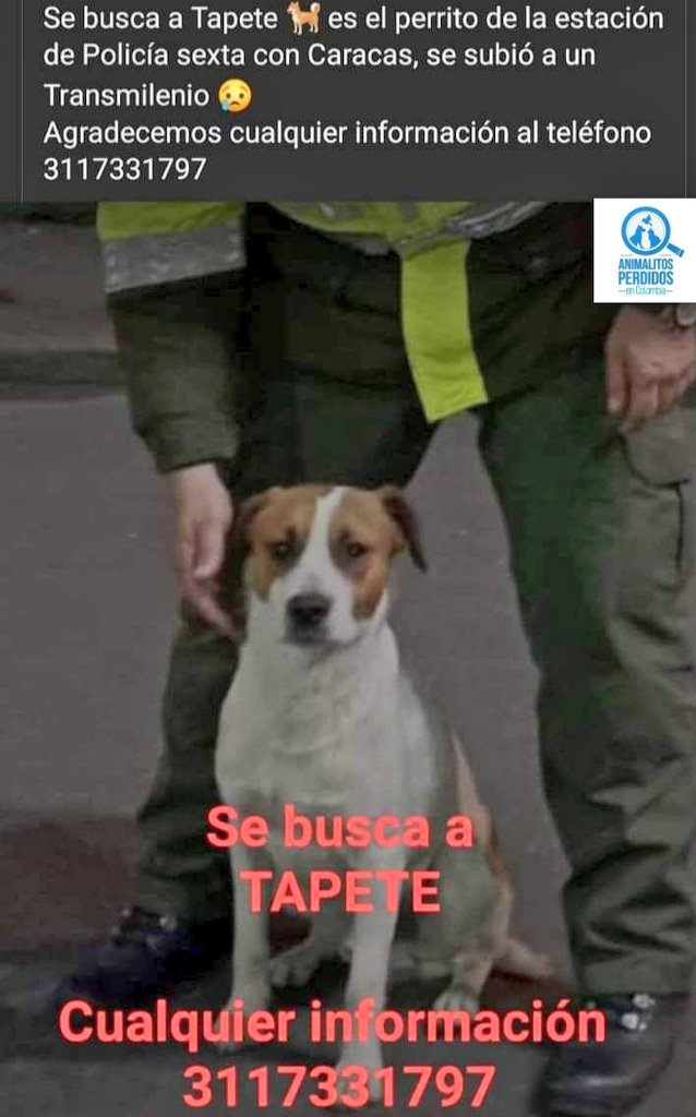 losbuscamos_col's tweet photo. Perdido perro de la estación de policía, sexta con Caracas Bogotá. Se subió en un transmilenio. #AnimalitosPerdidosCol https://t.co/Er3WlrnNYO