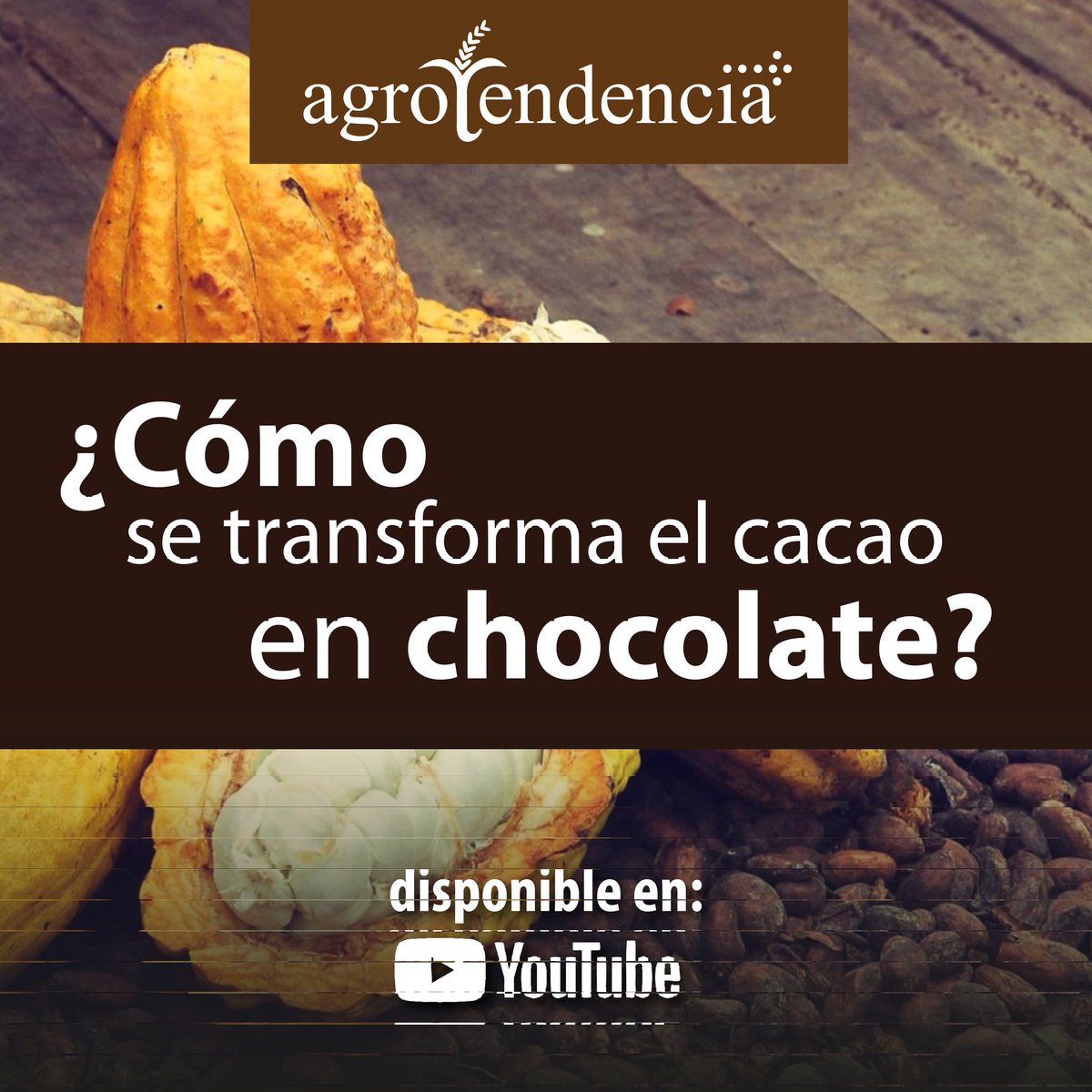 agrotendencia's tweet photo. ¿Alguna vez te has preguntado cómo se transforma el cacao en chocolate?
Te mostramos las 3 principales técnicas para hacerlo en un nuevo reportaje disponible en nuestro canal de youtube.⬇️
https://t.co/om7bMylLcl
#cacao #delcacaoalchocolate #chocolate #cacaotales #youtube https://t.co/d7S0Dv1o3r