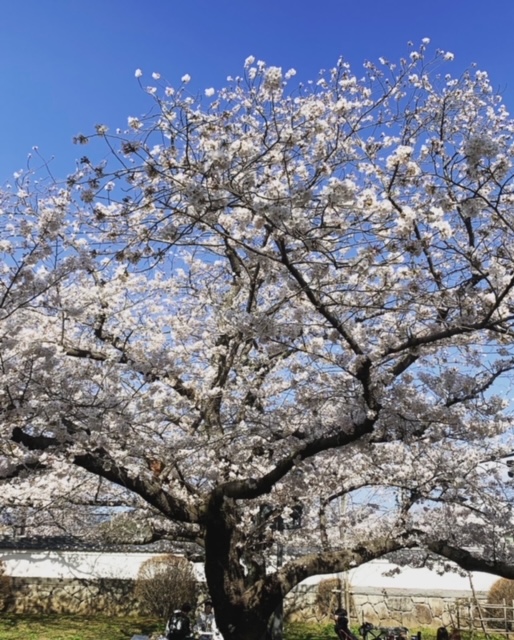 kmtinc_0210's tweet photo. 週末 ＃大村公園 で桜を見てきました🌸

天気も良く、青空に桜のピンクが映えて気持ちの良い1日でした。

今年は気温も高くなく雨も少ないので、長くお花見が楽しめるそうですよ😄

公園の池では亀さんが甲羅干し。
気持ちよさそうでした～🐢

皆さんもお花見いきましたか？

#KMTINC #お花見 #長崎 https://t.co/BeJT38uS19