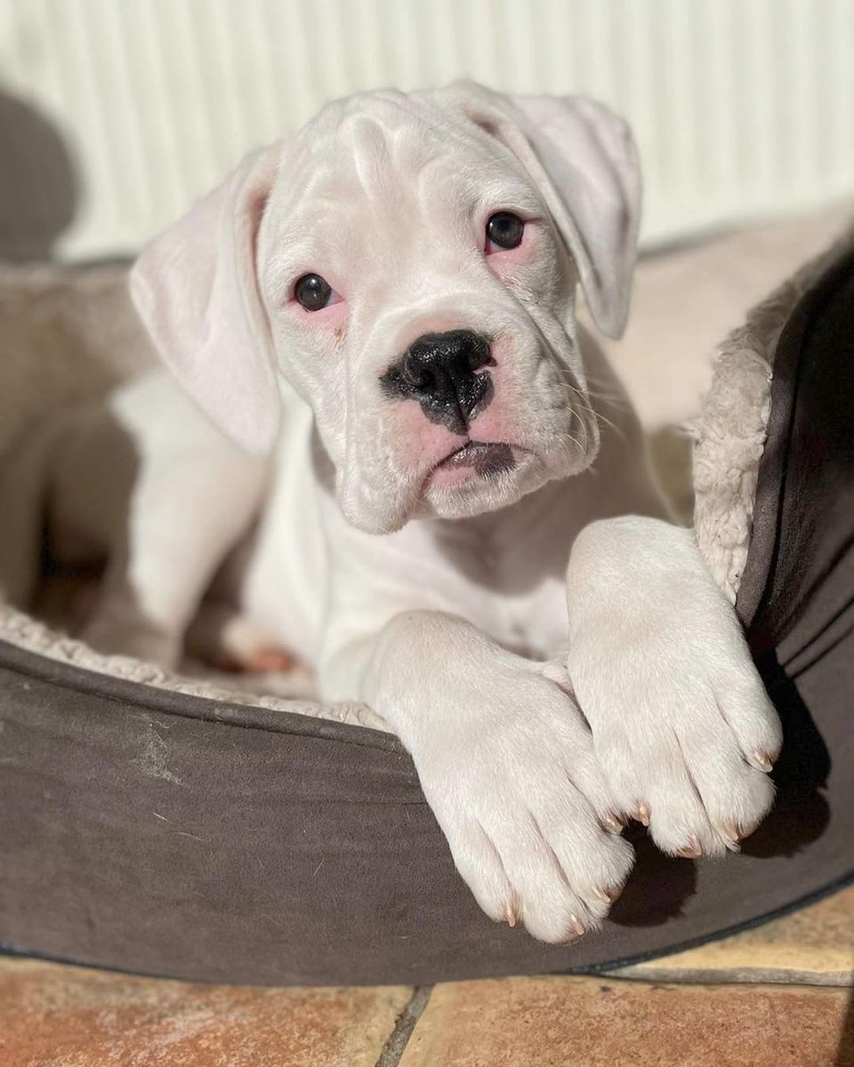 Boxerlover02's tweet photo. Cute baby 

#boxer
#CHAEUNWOO 
#boxerdog
#Kyiv 
#oafc 
#boxerpuppy https://t.co/CKdrcpDzTi