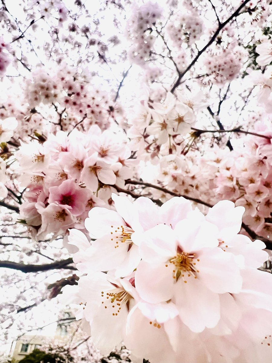 3_hashii's tweet photo. ✨🌸✨
おはようございます✨
　　🌸𓂃𖡼 .𖤣𖥧𖡼.𖤣𖥧✨
　満開🌸🍃・・
皆んなの笑顔が溢��る景色ですね🌱✨

感謝と「ありがとう」に溢れた優しい未来一日になりますように🍀✨

#TLを花でいっぱいにしよう
#桜🌸
＃花に癒される
＃Vitamin F https://t.co/Y4INlc6QZn