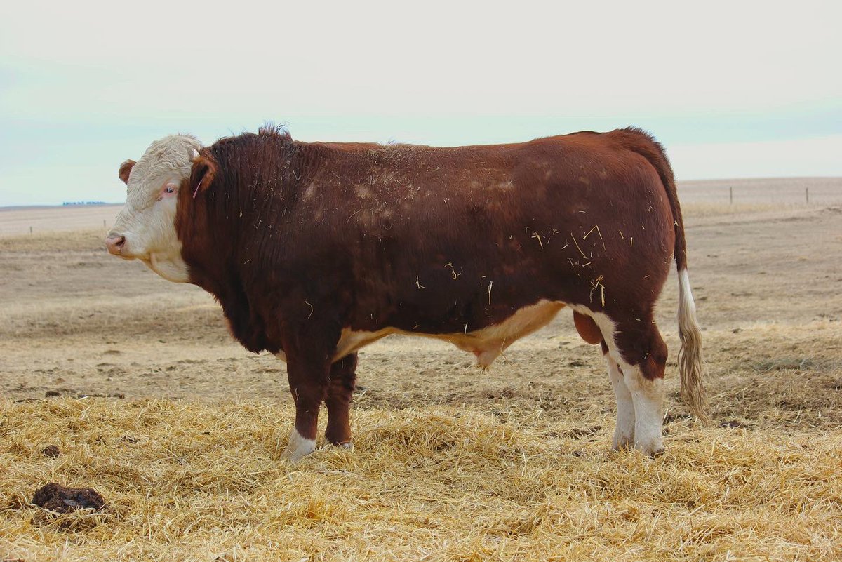 nelson_ranch's tweet photo. Selling a virgin 2 Year old Fleckvieh Simmental bull by private treaty. Message for more details. https://t.co/coNgOZnFpJ