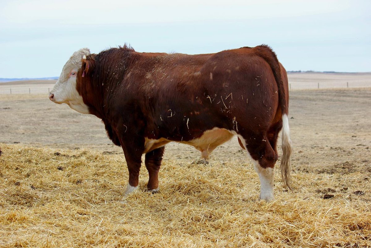 nelson_ranch's tweet photo. Selling a virgin 2 Year old Fleckvieh Simmental bull by private treaty. Message for more details. https://t.co/coNgOZnFpJ