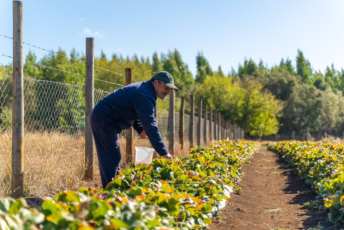 ZONACEROCANAL's tweet photo. Desafío Agua Para Chile
Nuevo proyecto dará acceso a agua familias de Collipulli para sus actividades de desarrollo productivo. La iniciativa, impulsada por @Desafío LevantemosChile y @CMPC, ya lleva más de 750 familias beneficiadas en las regiones de Biobío y La Araucanía. https://t.co/tsz4iGD2SY