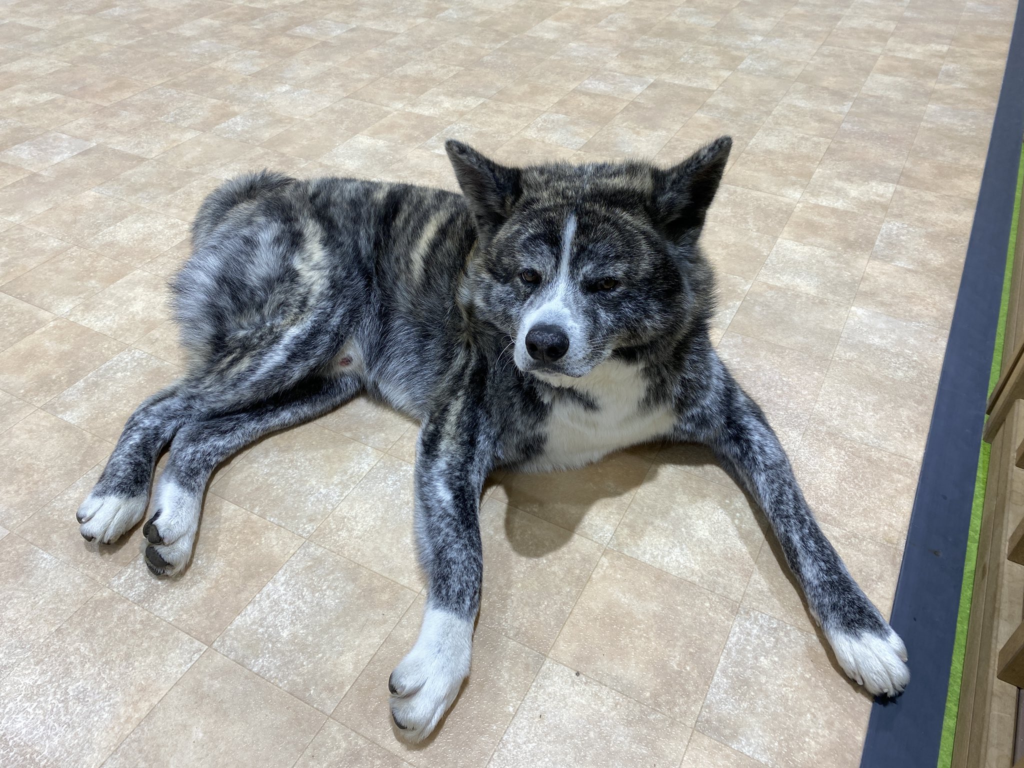 تويتر 秋田犬の里 公式 على تويتر 本日3月30日 水 午前の部 9 30 13 00 は 虎毛の男の子 銀 ぎん くん 5歳 がお出迎え中です Come Say Hello To Gin M 5y O Easygoing きょうの秋田犬 秋田犬の里 Akitainu Akita T Co Akkangun9o