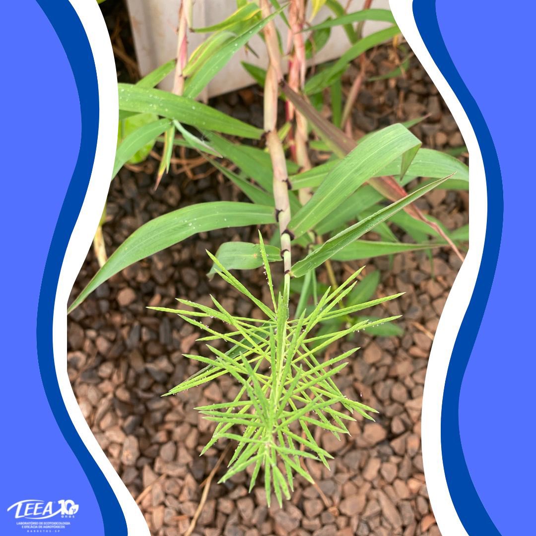 LeeaBrasil's tweet photo. Paspalum repens pertence à família Poaceae com ampla distribuição no 🇧🇷. Planta aquática que apresenta crescimento de seus ramos por grandes distâncias dentro d’água.
Geralmente encontrada em áreas de cultivo que exige lâmina d’água, margens de canais de irrigação e drenagem. https://t.co/4GH6VlZVeO