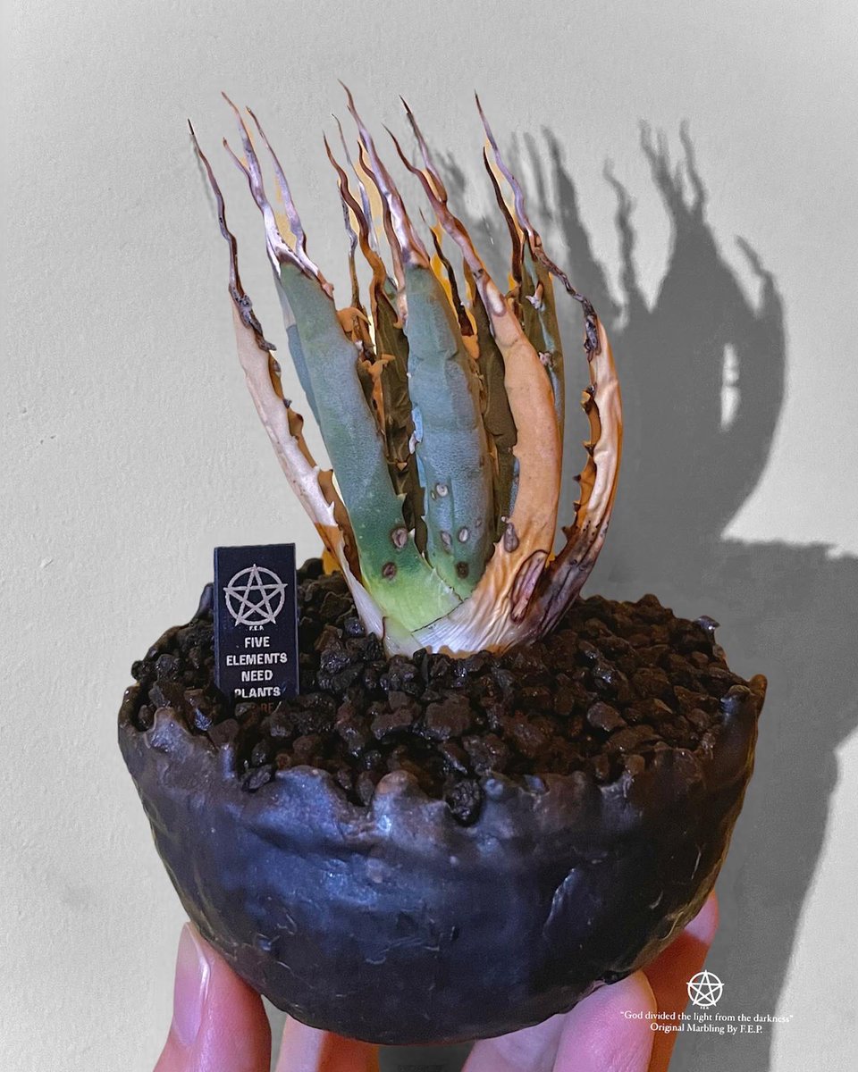 F.E.P. (Five Elements Plants) (@FEPFiveElement) / Posts / X