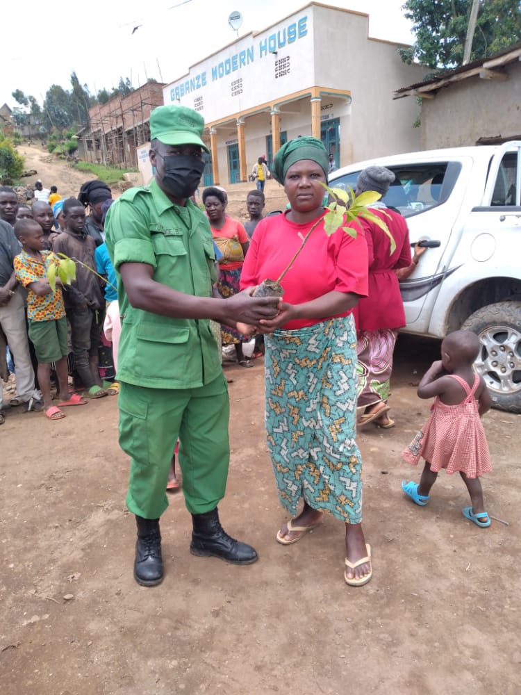 Museminarij's tweet photo. Kubufatanye na Conservation heritage Turambe,Intore z'iri k'urugerero,ubuyobozi bwa @MMusanze,n'Abaturage,hakozwe  umuganda wo gutera ibiti bivangwa n'imyaka ndetse n'ibiti bya avocado.umuganda wagenze neza.@AMpuhwe ,@ramuli_janvier @kamaxelle @MusanzeDistrict https://t.co/AQJJqIY68G