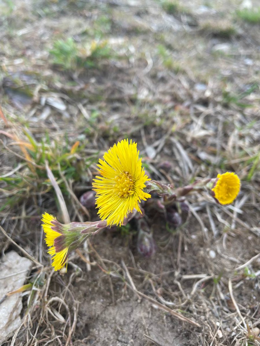 KatalNegin's tweet photo. -Did you know @Flora_Incognita has a bot now on Twitter?
-How does it work?
-Easy! Post a plant picture and write #WelchePflanzeIstDas, and @FIncognitaBot will reply and identify it. 
#wildflowerHour #botany #welchePlanzeIstDas https://t.co/jbgVkjT19p