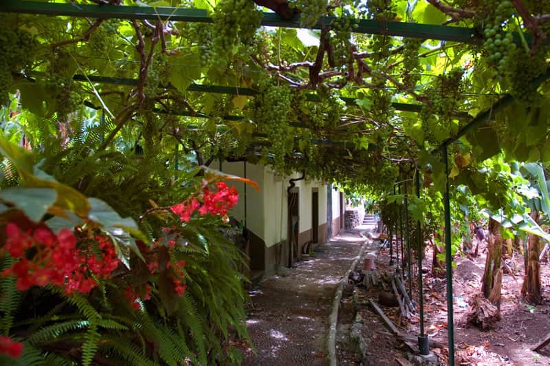 Madeira's tweet photo. Bom dia caro amigos!  #Bomdia
Good morning friends! #goodmorning
Guten Morgen Freunde! #GutenMorgen

📍 #Madeira https://t.co/bkCrG20HNz