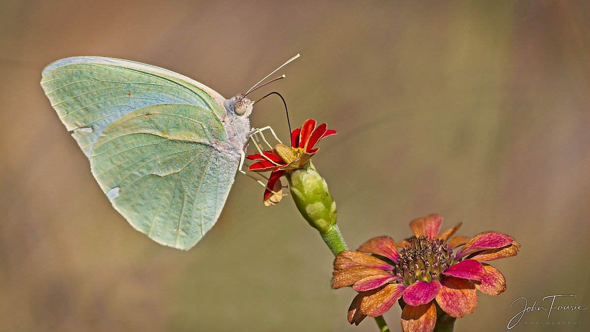 ThabaLodge's tweet photo. WILDLIFE WEDNESDAY😊we also love the small things on safari!
#butterfly #nature #wildlife #wildlifephotography #pilanesberg #blackrhinoreserve #safari #nikonphotography #naturelovers #TwitterNatureCommunity #safarilodge https://t.co/J0ucwLaljd