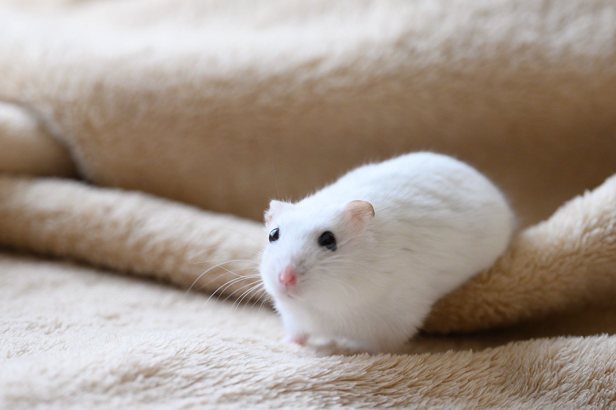 ぱる かわいいハムスター T Co Qty1jekacd Twitter