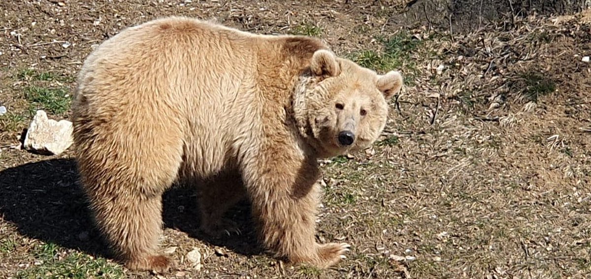 LibeartyBears's tweet image. 🙏🇺🇦💙💛 #Masha, the refugee bear is available for adoption. This is how you can help the bears from AMP Libearty sanctuary but also our future rescuing actions from Ukraine. Details here millionsoffriends.org/en/produs/adop…

 #Libearty #Romania #NoWarInUkraine #Peace #adoptable #HelpUkraine