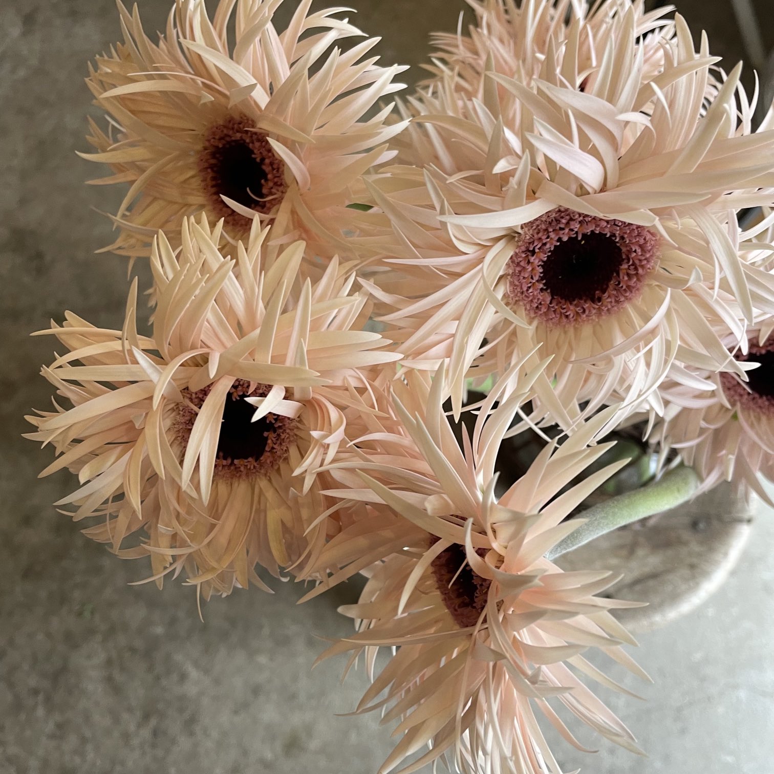 D Ici Peu 毎日ひと花 大輪ガーベラ クリームスプリングス T Co Dhn0fibdfb Twitter