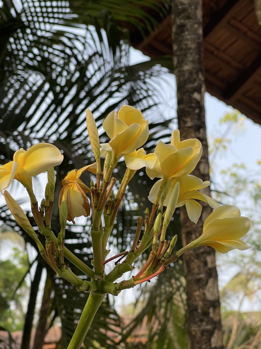 AjmaniK's tweet photo. The lightness of yellows
amid skies of blue
oceans of green
hearts renew
#plumeria #frangipani #templetree https://t.co/c3kLdRT2r8