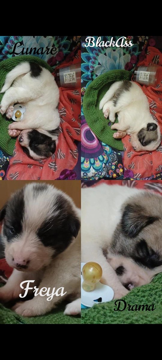 jonivera84's tweet photo. Bebés mastines en adopción, quedan 2 hembras y 2 machos por encontrar familia. Se agradece difusión. 
@Dog_soul_ @el_protectora https://t.co/b5ia9AYHyl