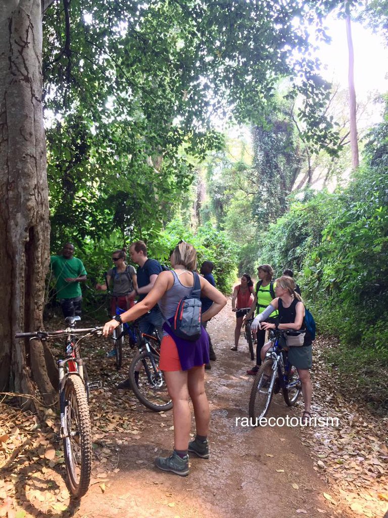 rauecotourism's tweet photo. Monkey Forest Medicine πΏ πΉπΏππ
#onetriponetree #forest #nature #learning #education #tours #rauforest #tourism #attraction #natureforall #sustainabletourism #travel #nearby #moshi #before #after #safari #arusha #serengeti #kilimanjaro #tanzania #africa https://t.co/nXFPeopJGD
