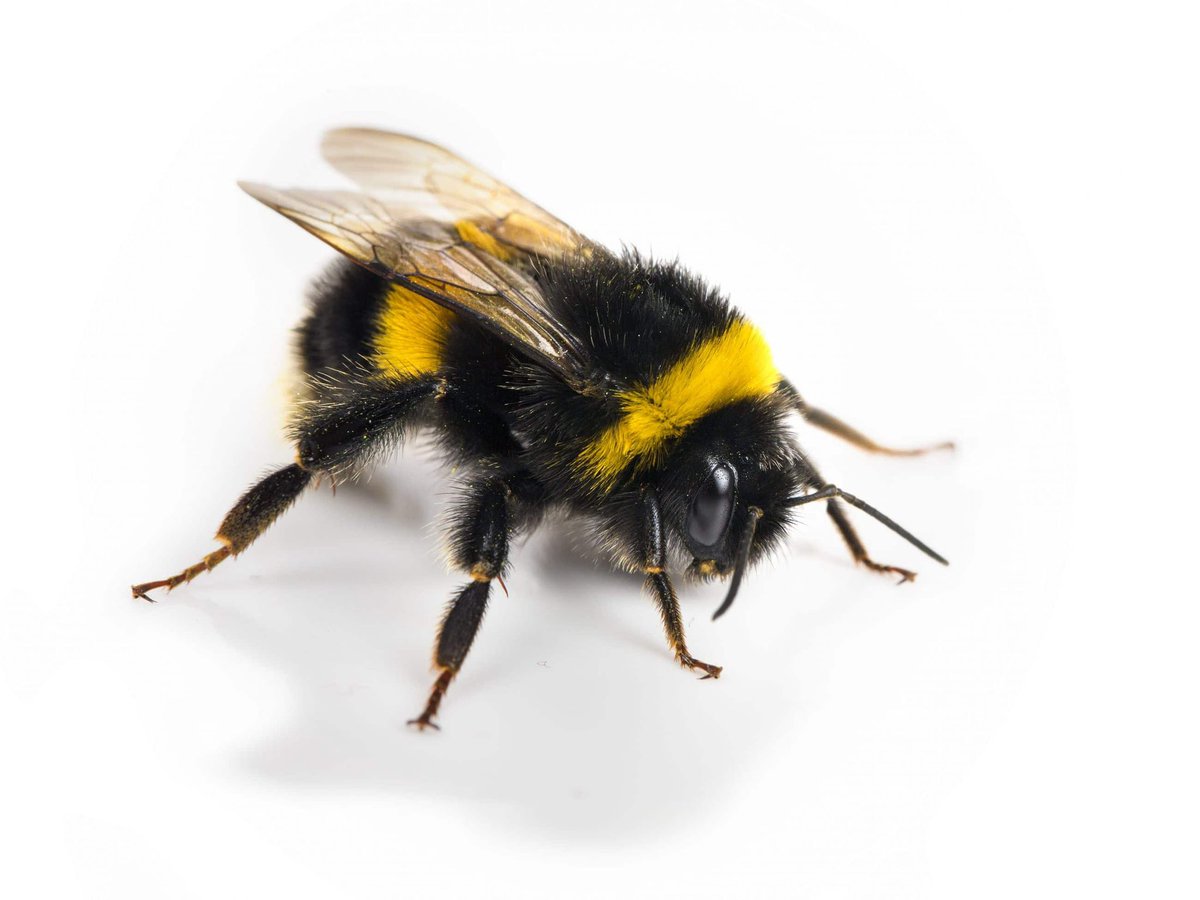 Hello les amis! En ce début de printemps je voudrais vous parler du bourdon. Trop lourd pas rapport à la portance de ses ailes il devrait normalement rester au sol. Seulement lui ne le sait pas, alors il vole. Et je trouve ça incroyable!