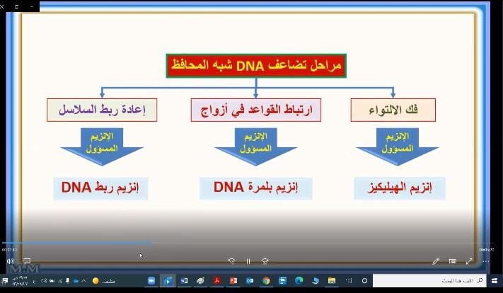 تضاعف dna خطوات شارح الدرس: