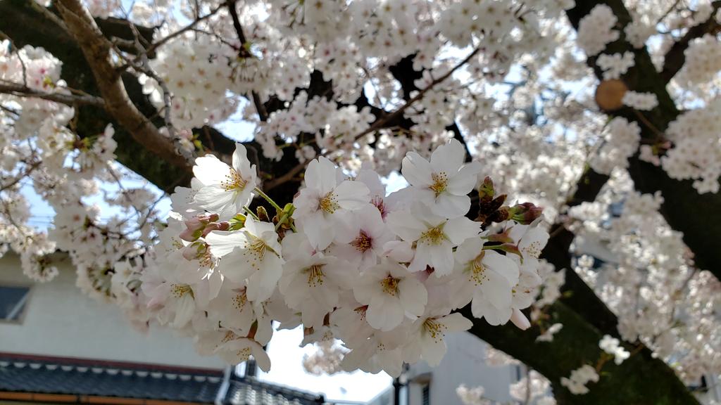 Jupiter_key's tweet photo. 花見ィ！桜ァ！ https://t.co/4CVZm1nAiu