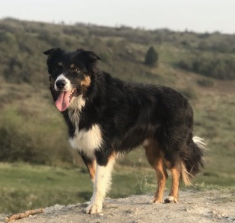 colliesontherun's tweet photo. 🆘URGENT Rts PLS - DUE AN OPERATION TODAY 30/3/22🆘
JAKE missing Kineton Road, #SOUTHAMPTON #SO15 SOUTH EAST 29/3/22
Male/adult #BorderCollie Tri-Colour
TAGGED CHIPPED NEUTERED
JAKE HAS AN OBSTRUCTION IN HIS THROAT AND CANNOT EAT AT THE MOMENT
https://t.co/B9LaWTZRwa https://t.co/k187s39HaN